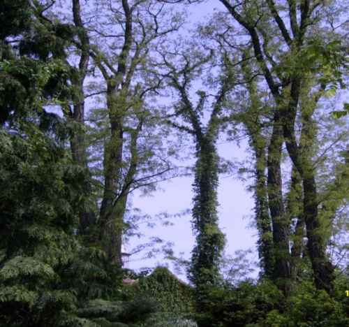 Widok ogólny z Arboretum w Bolestraszycach #BolestraszyceArboretum