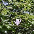 magnolia Arboretum w Bolestraszycach #BolestraszyceArboretumMagnolia
