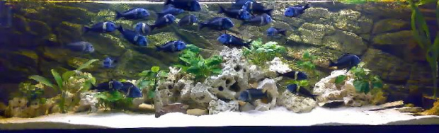 Tropheus Duboisi Maswa