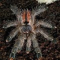 avicularia metallica L5