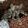 avicularia metallica L6