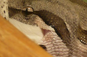 Neo - my female of Boa constrictor (boa dusiciel) #Neo #female #boa #constrictor #dusiciel