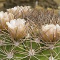 Gymnocalycium saglionis