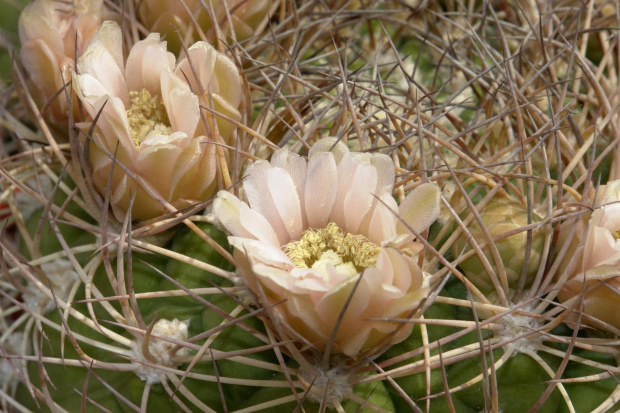 Gymnocalycium saglionis