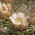 Gymnocalycium saglionis