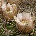 Gymnocalycium saglionis