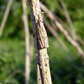 Wachlarzyk kołacznik - Thisanotia chrysonuchella . Data : 17.05.2008. Miejsowość : Piaski Wielkopolskie .