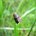 Syndemis musculana . Data : 15.05.2008. Miejscowość : Piaski Wielkopolskie .