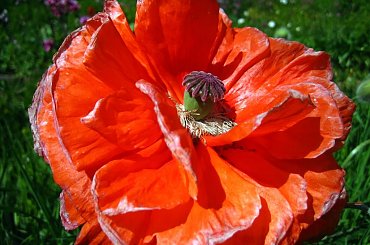 Na święta będzie makowiec... #łąka #mak