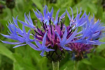 Chaber... #kwiat #kwiatek #chabry #chaber