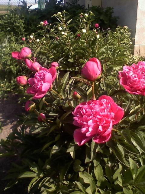 Piwonie różowe #kwiaty