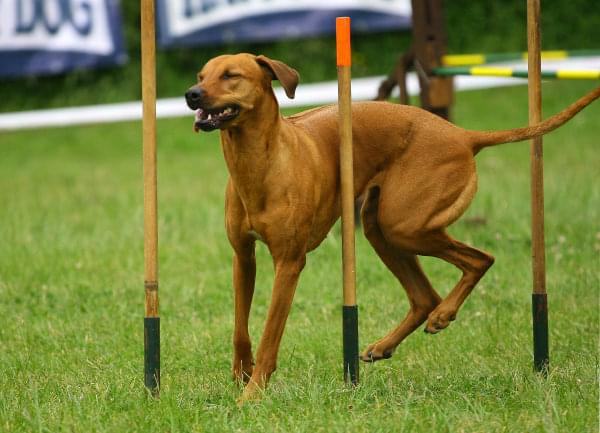 Zawody Agility 24.05.2008 Bydgoszcz PPA