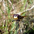 Ważka czarnoplama - Libellula quadrimaculata ; w wersji XXL . Data : 11.05.2008. Miejscowość : Talary .