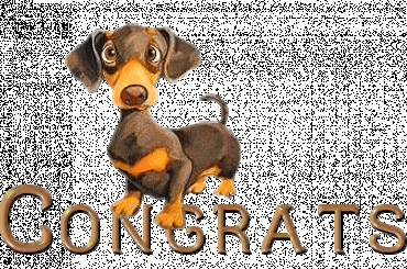 Pieski i kotki rózne. #PieskiIKotki