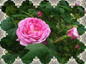 #Kwiaty #róża
