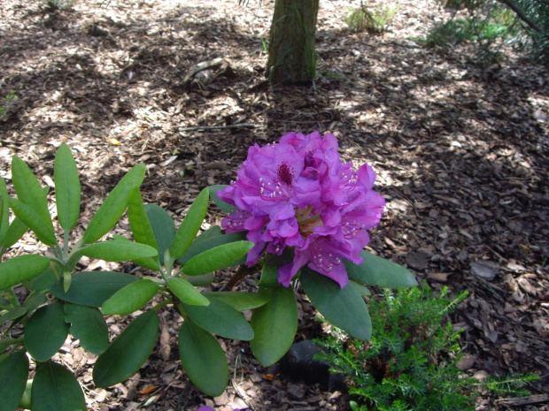 rododendron