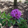 rododendron