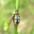 Poskrzypka szparagowa - Crioceris asparagi . Data : 15.05.2008. Miejscowość : Piaski Wielkopolskie .