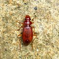 Leistus ferrugineus . Data : 07.05.2008. Miejscowość : Piaski Wielkopolskie .