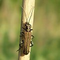 Oedemera sp. Data : 17.05.2008. Miejscowość : Piaski Wielkopolskie .