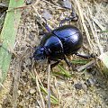 Żuk leśny - Anoplotrupes stercorosus ; w wersji XXL . Data : 03.05.2008. Miejscowość : Jeżewo .