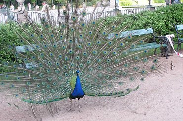 Who`s the man? huh? Me, the PAW:) #paw #pawie #ptak #ptaki #piękno #piękny #samiec #ŁazienkiKrólewskie