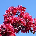 Wiosna 2008 #wiosna #kwiaty #drzewa #krzewy #barwy #liście
