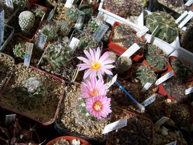 Turbinicarpus