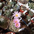 Turbinicarpus