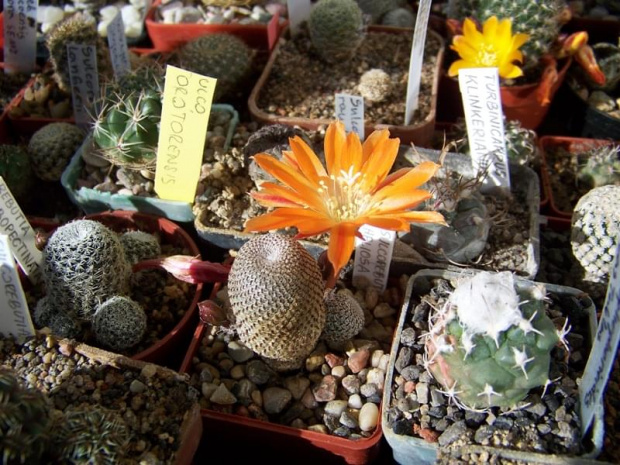 Rebutia heliosa