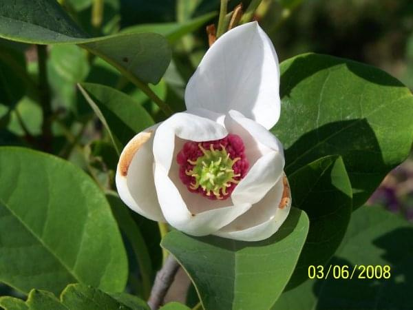 Magnolia sieboldi