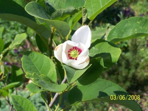 Magnolia sieboldi