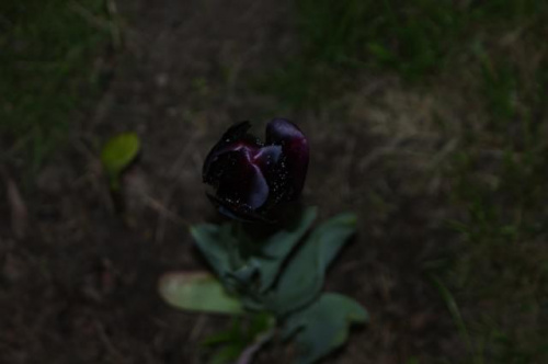 czarny tulipan