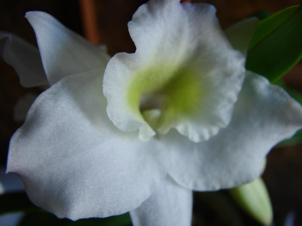 Dendrobium Nobile #storczyki #Orchidea #Kwiaty