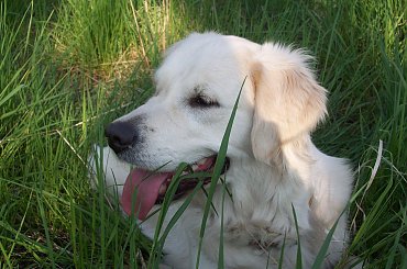 super psina i to dziewczyna #GoldenRetriver