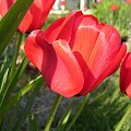 Tulipany #przyroda #kwiaty #tulipany