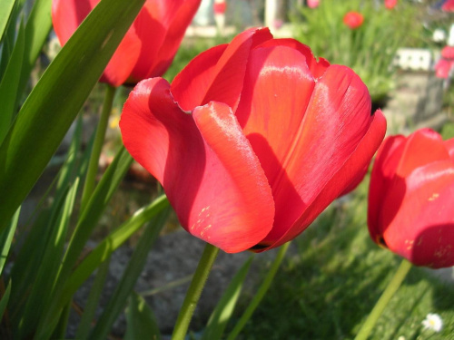 Tulipany #przyroda #kwiaty #tulipany