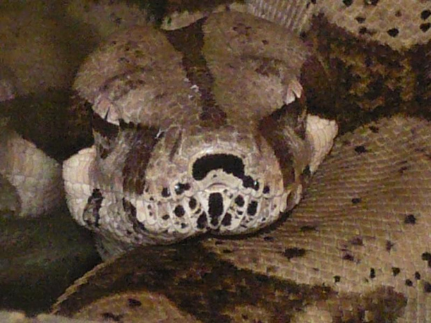 Neo - Boa constrictor