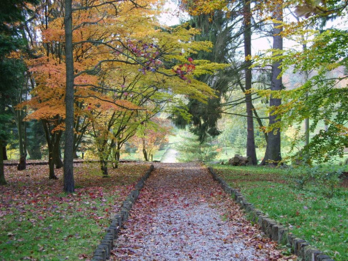 Jesień w ogrodzie dendrologicznym. #drzew #jesień #przyroda #OgródDendrologiczny