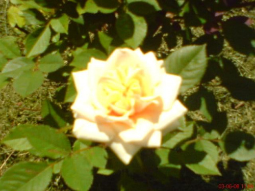 róża żółta #kwiaty