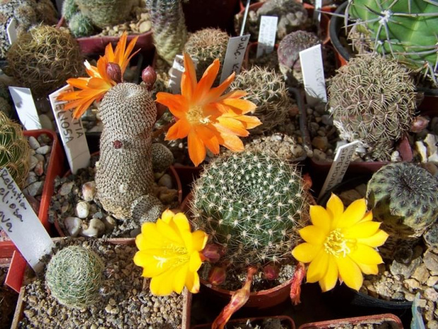 Rebutia heliosa i Rebutia spiderdaiana