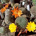 Rebutia heliosa i Rebutia spiderdaiana