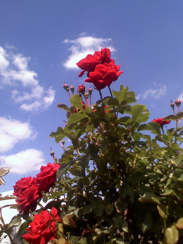 Różyczka.... #kwiaty
