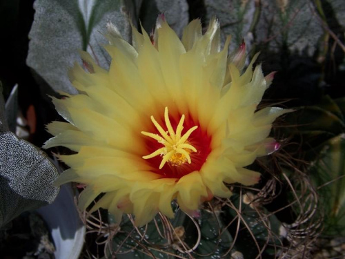 Astrophytum senile