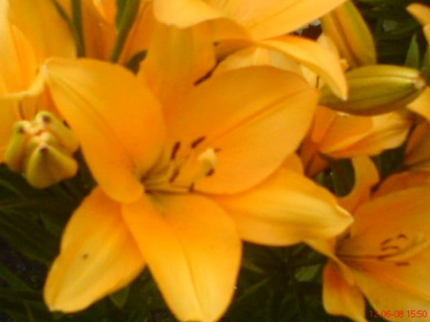 Lilie #kwiaty