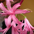 Nerine #kwiaty