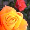 #roze #kwiaty