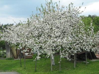 jabłoń u babci #jabłoń #drzewa #sad