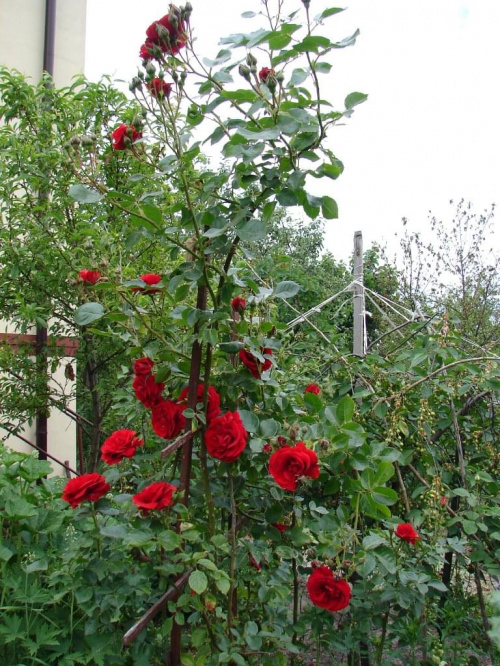 róża pnąca #kwiaty #ogród
