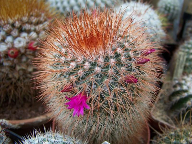 Mammillaria spinosissima